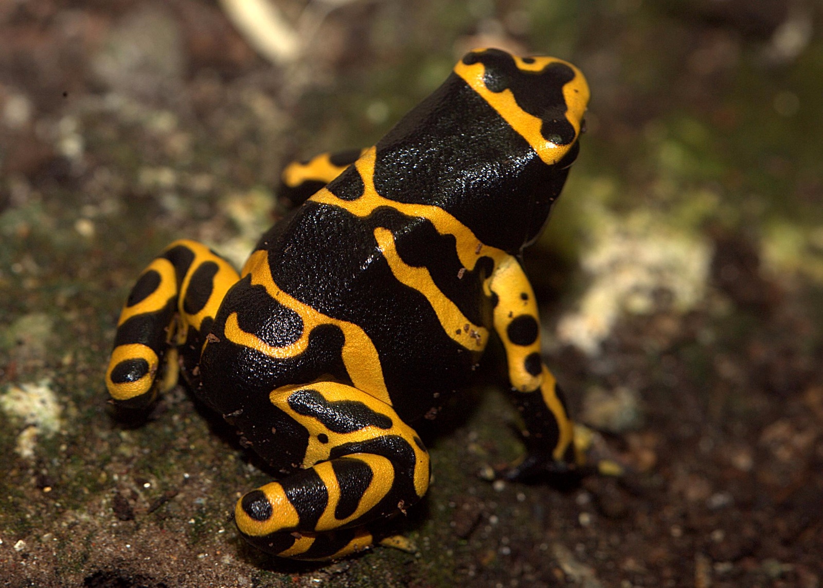 African Dart Frog 3